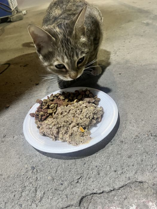 Aqlli yaxshi xomilador mushuk hadyaga beriladi