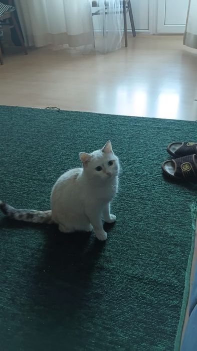 Отдам Срочно Кошечку в Добрые Руки!