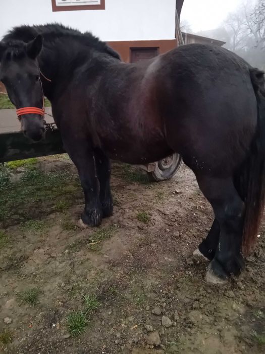 Mânză de vânzare!