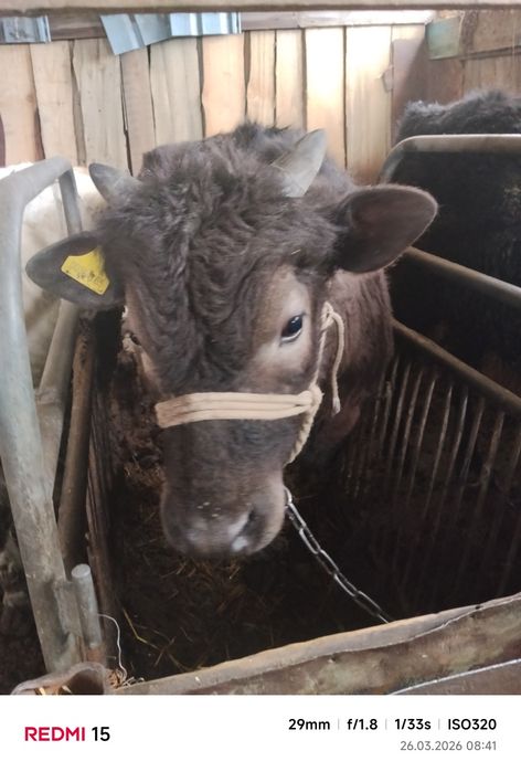 Продам бычков и телочку