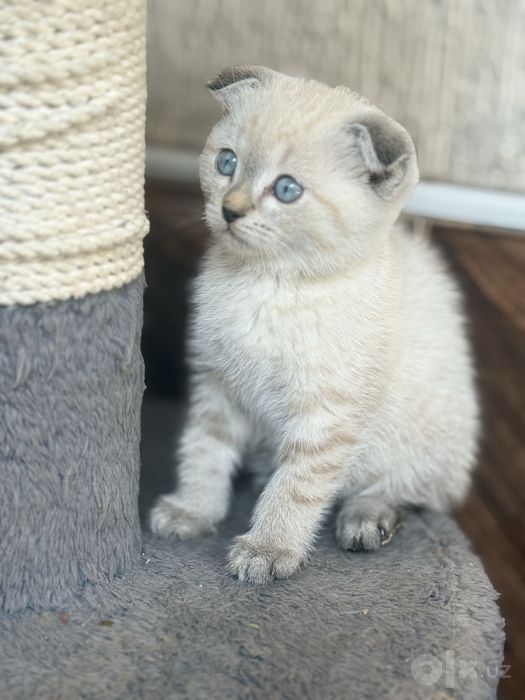 Shotlandskiy scottish fold