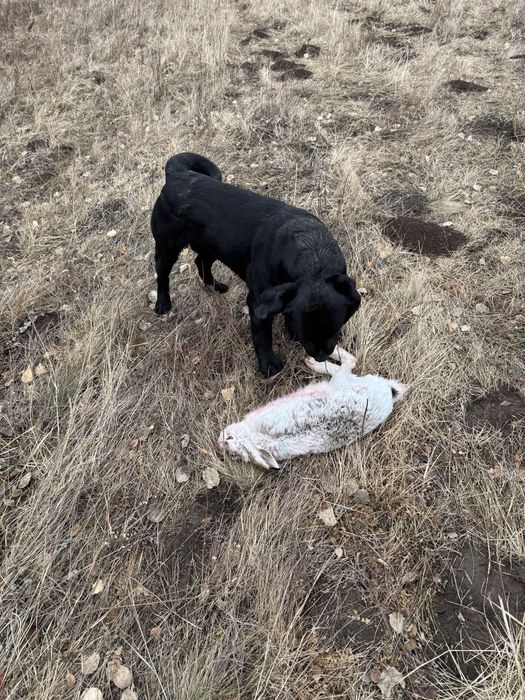 Лабрадор ищет девочку для связки