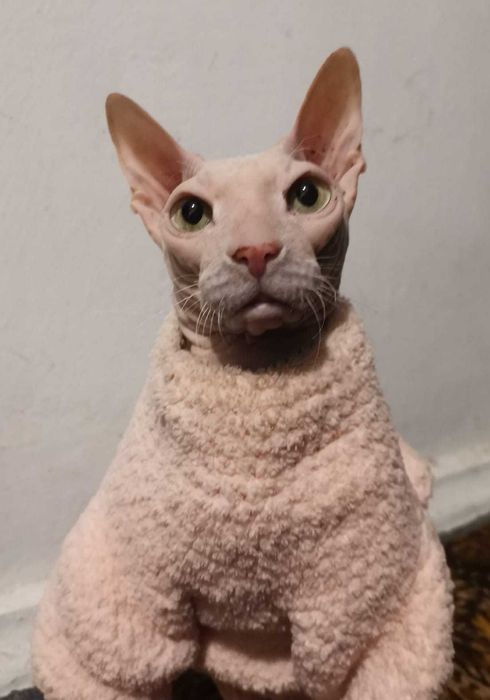 Потерялся кот-сфинкс