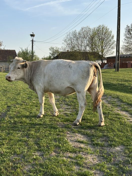 Vand 8 vaci mai multe detali la numarul de telefon