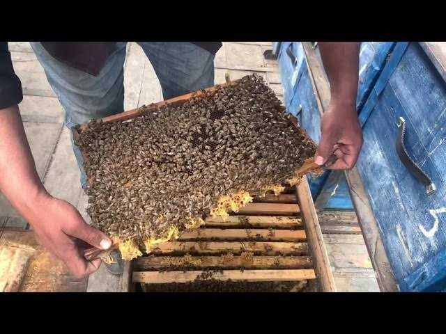 Асалари  оиласи сотилади