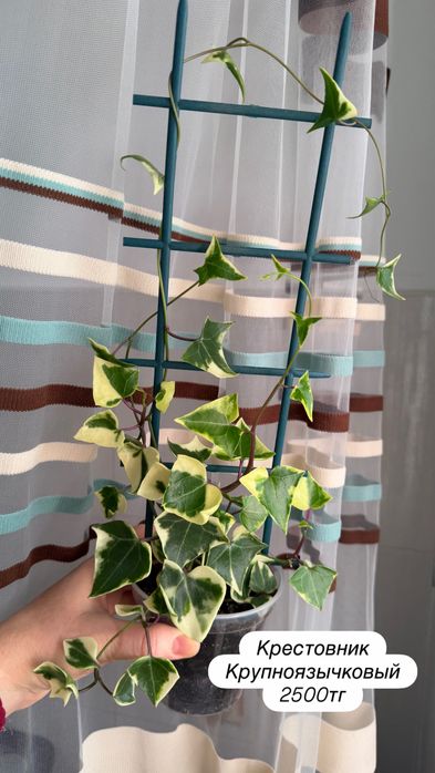 Суккуленты. Комнатные растения