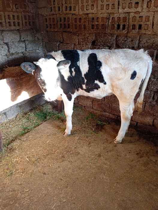 Vițea de vânzare în județul olt