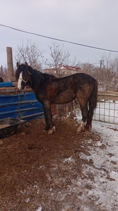 Продам жеребца 3х летка