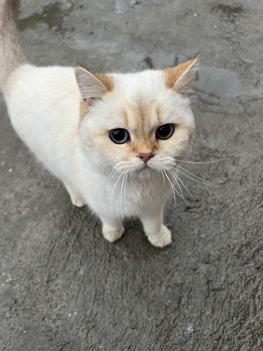 Шиншилла ВЯЗКАГА