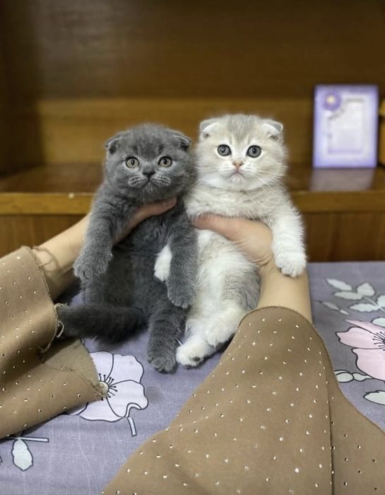 Вислоухие Шотландские котята