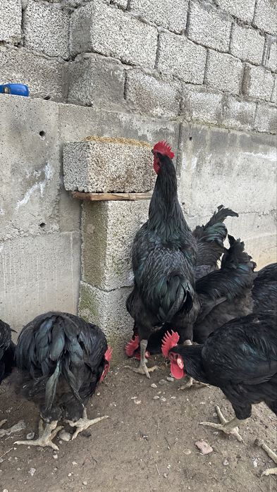 Гигант кора шахзода хурозлари