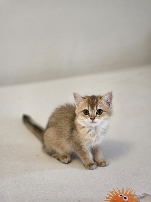 British shorthair băiețel