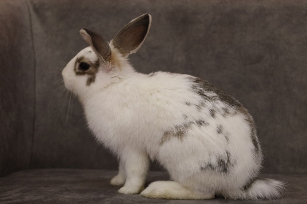 Продаю кролика домашнего