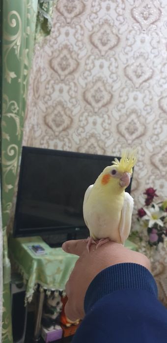 Karello ruchnoy 1oylik