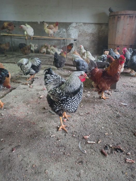 Când cocosi de casa primul an !