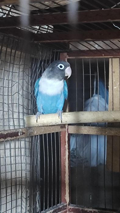 Nerazluchka maska qora