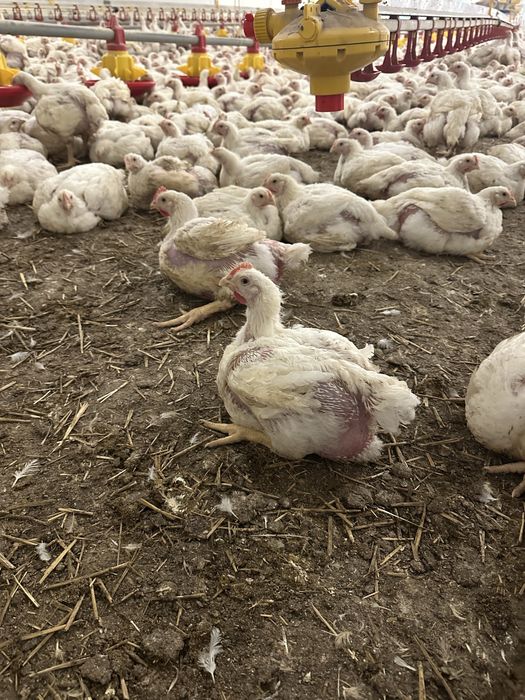 Puii de carne si rasa mixta!