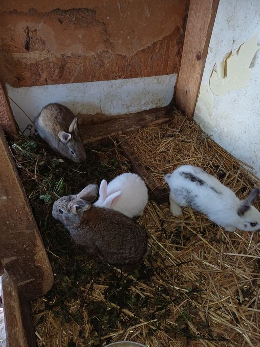 Vand iepuri de o luna