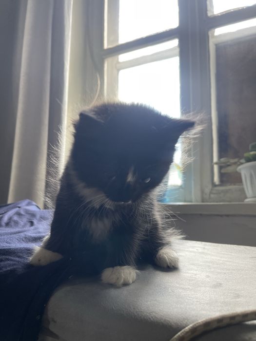 Котёнок мальчик 4 месяца