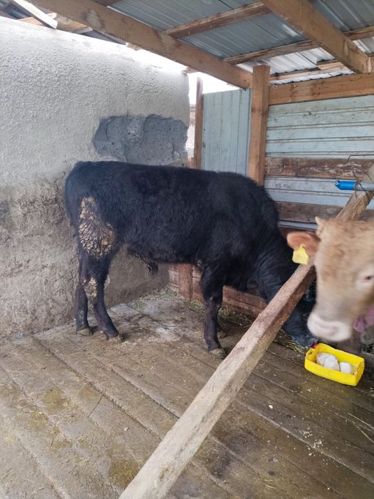 Бычки в хорошем состоянии