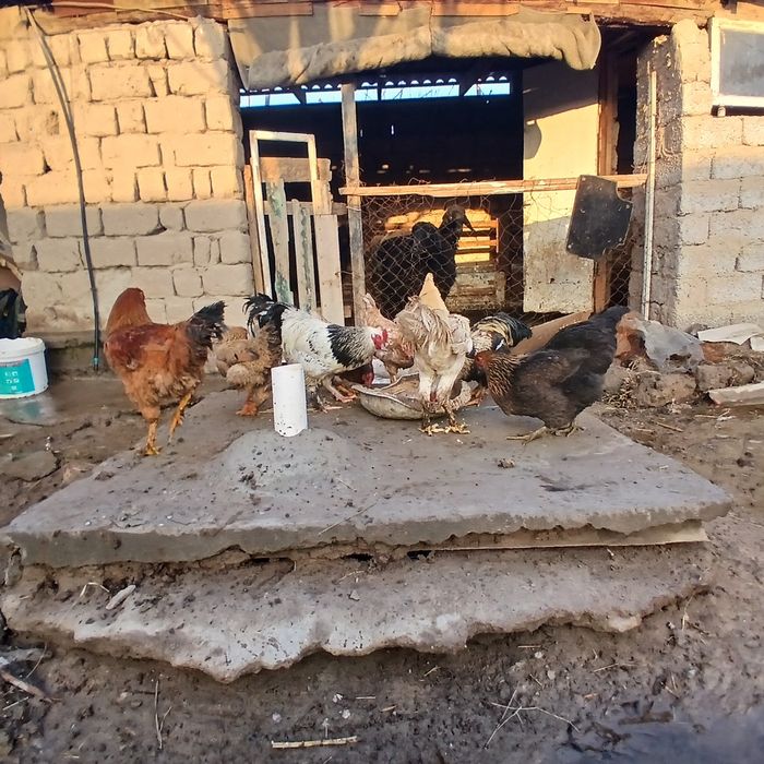 Тауықтар сатылады