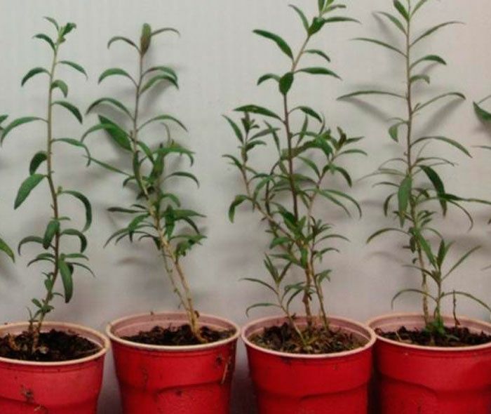 Кустарник годжи!