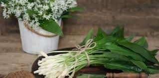 Левурда, мечи лук, див лук, див чесън