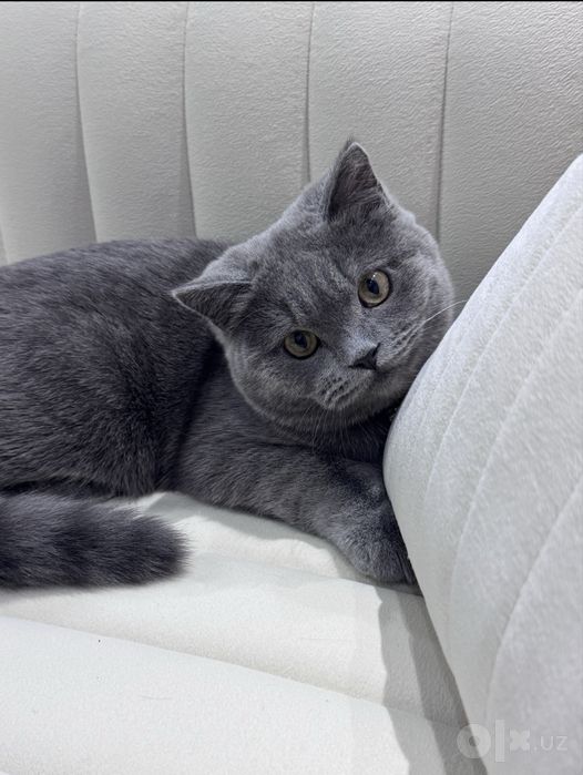 Кот на Вязку Британец