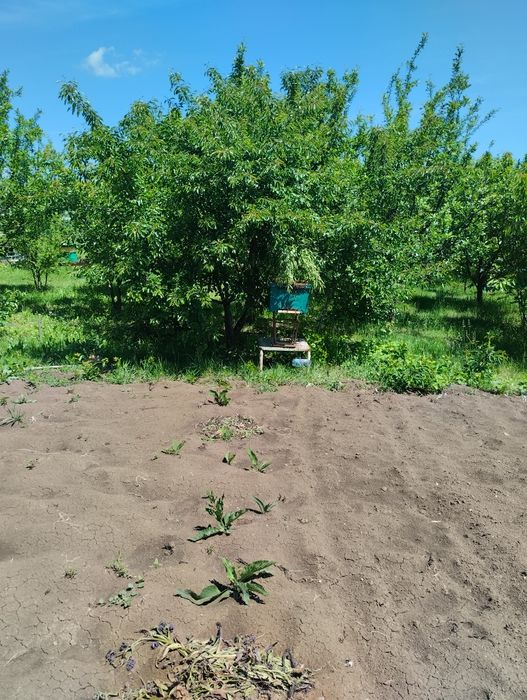 Vând roi și famili de albine