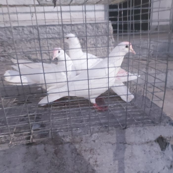 Бели Иран пара еше 1самец лет с игрой