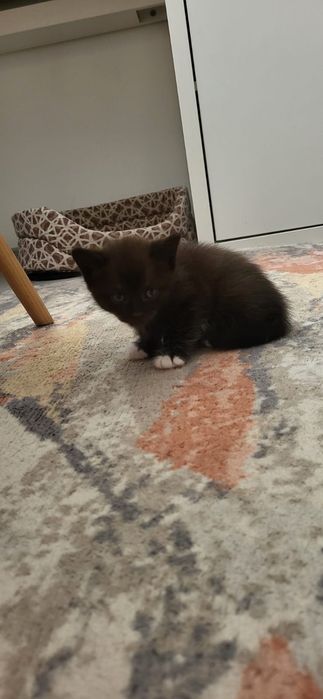 Котёнок мальчик Астана