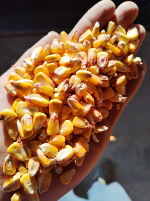 Vand porumb boabe si soia de calitate! Sacii sunt inclusi in pret!