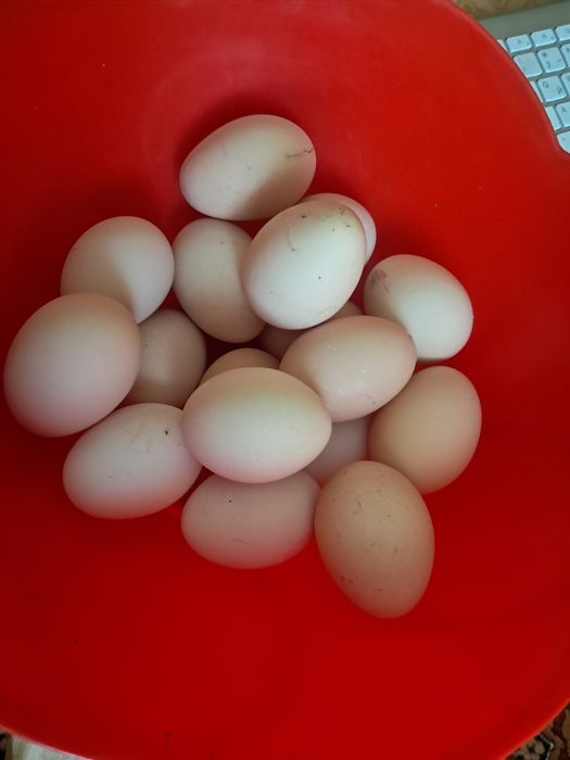 Продам домашние яйца