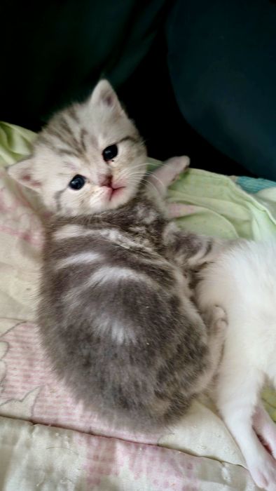 Котята шиншилла шотландские