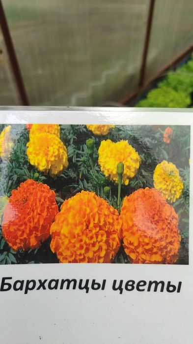Продам рассаду цветов