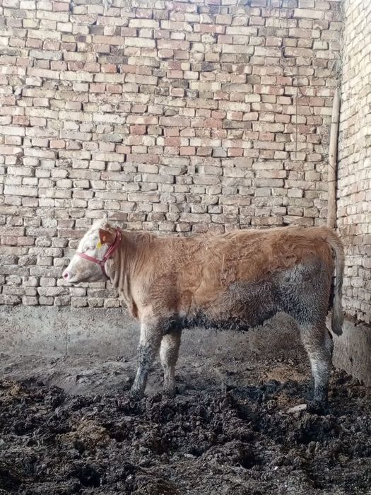 Сериал ґуложин сотилади 7 ойлик