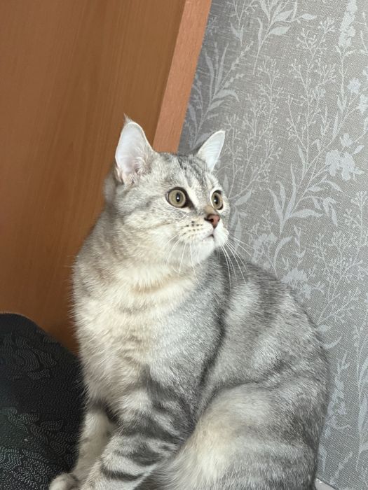 Котенок 7 месяцев