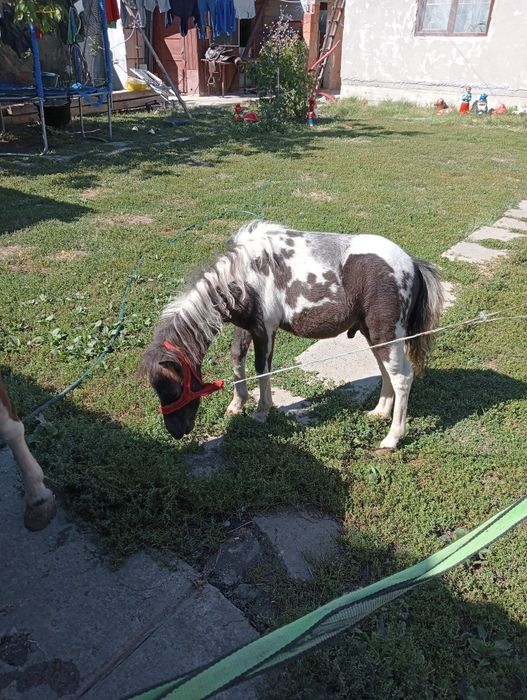 Vând poneiță gestantă foarte cuminte