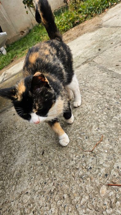 Urgent! Spre adopție pisica!