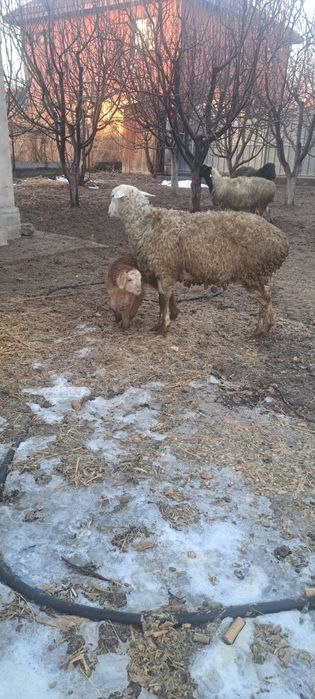 Матки с ягнятами ,домашние.