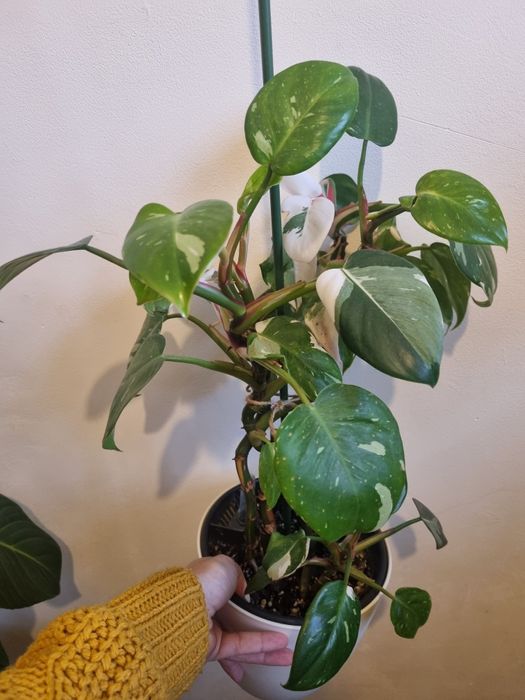 Philodendron white princess