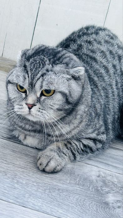 Отдам кота в добрые руки