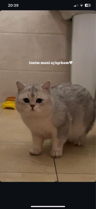 Британский шиншилла вязкага