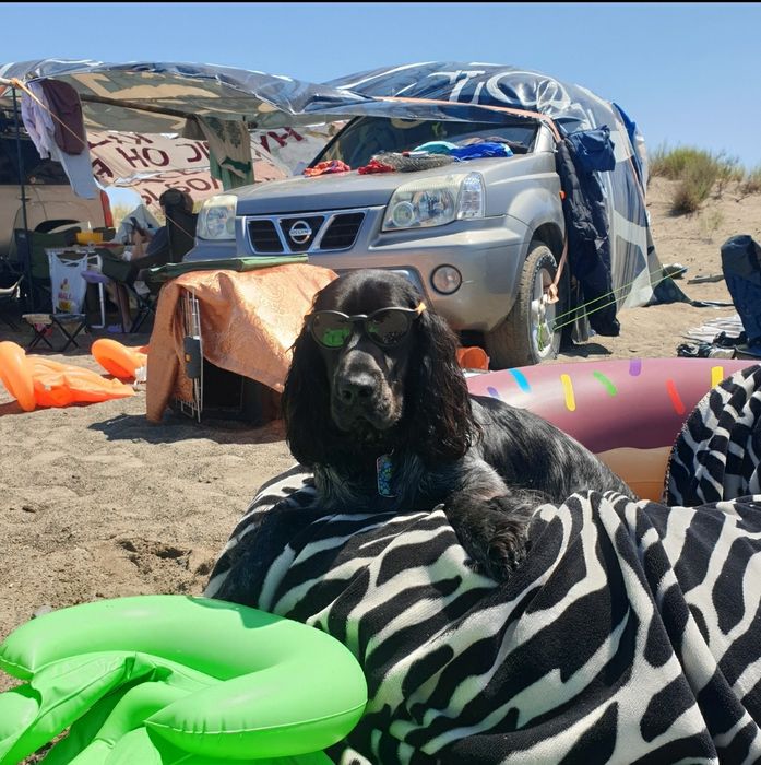 Русский охотничий спаниель для вязки.