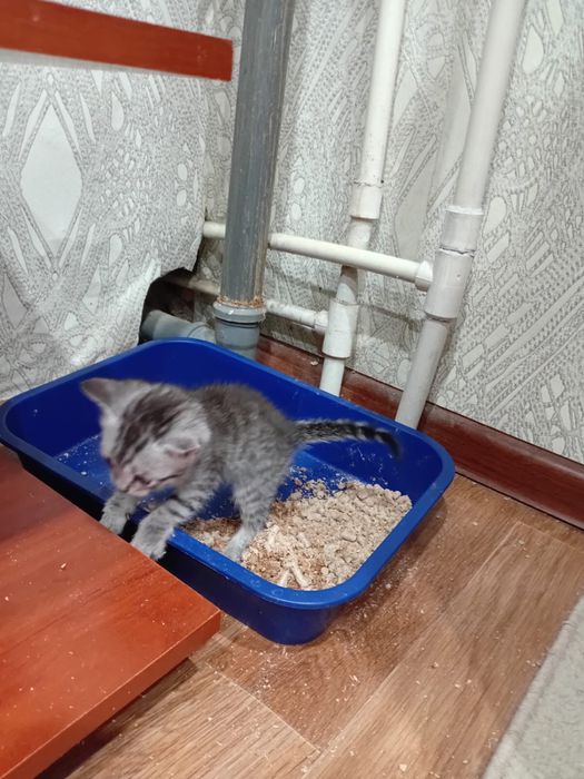 Отдам котят в добрые руки