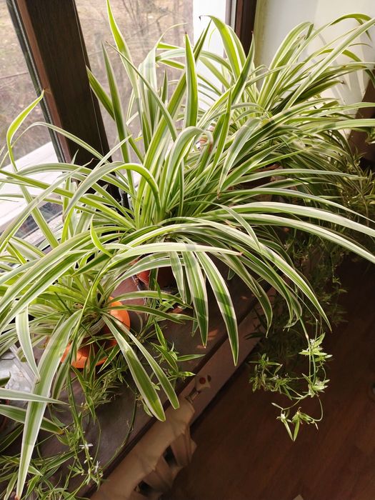 Цветы ухоженные комнатные