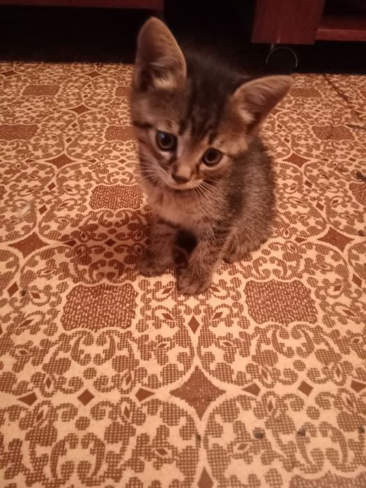 Отдам даром котенка.