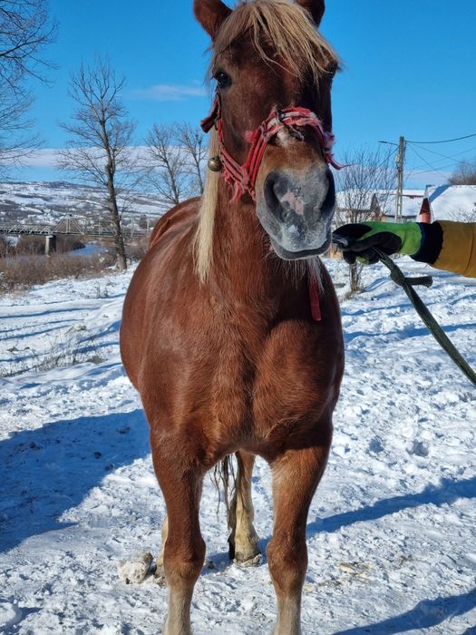 Se vinde iapă bună de căruță