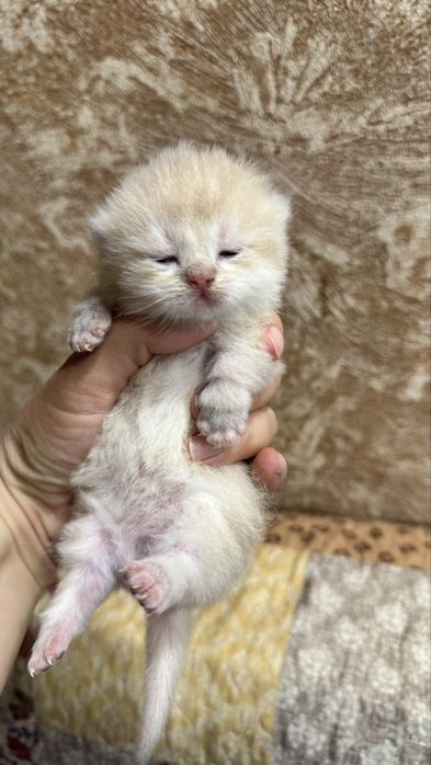 Манчкин Manchkin male