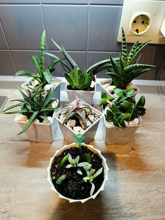 Вариегатная хавортия, суккуленты